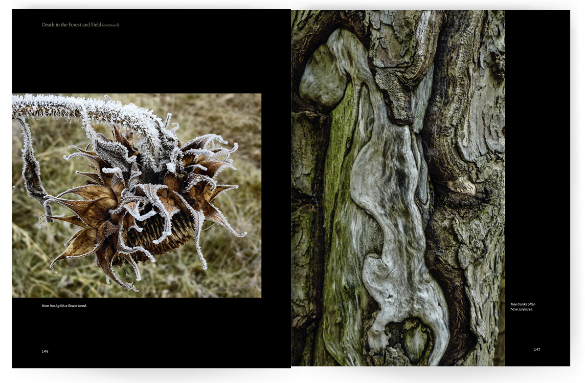 Photo of Seeing the Sourlands